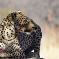 Leopardo - Leopard