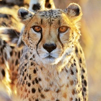 Ghepardo - Cheetah